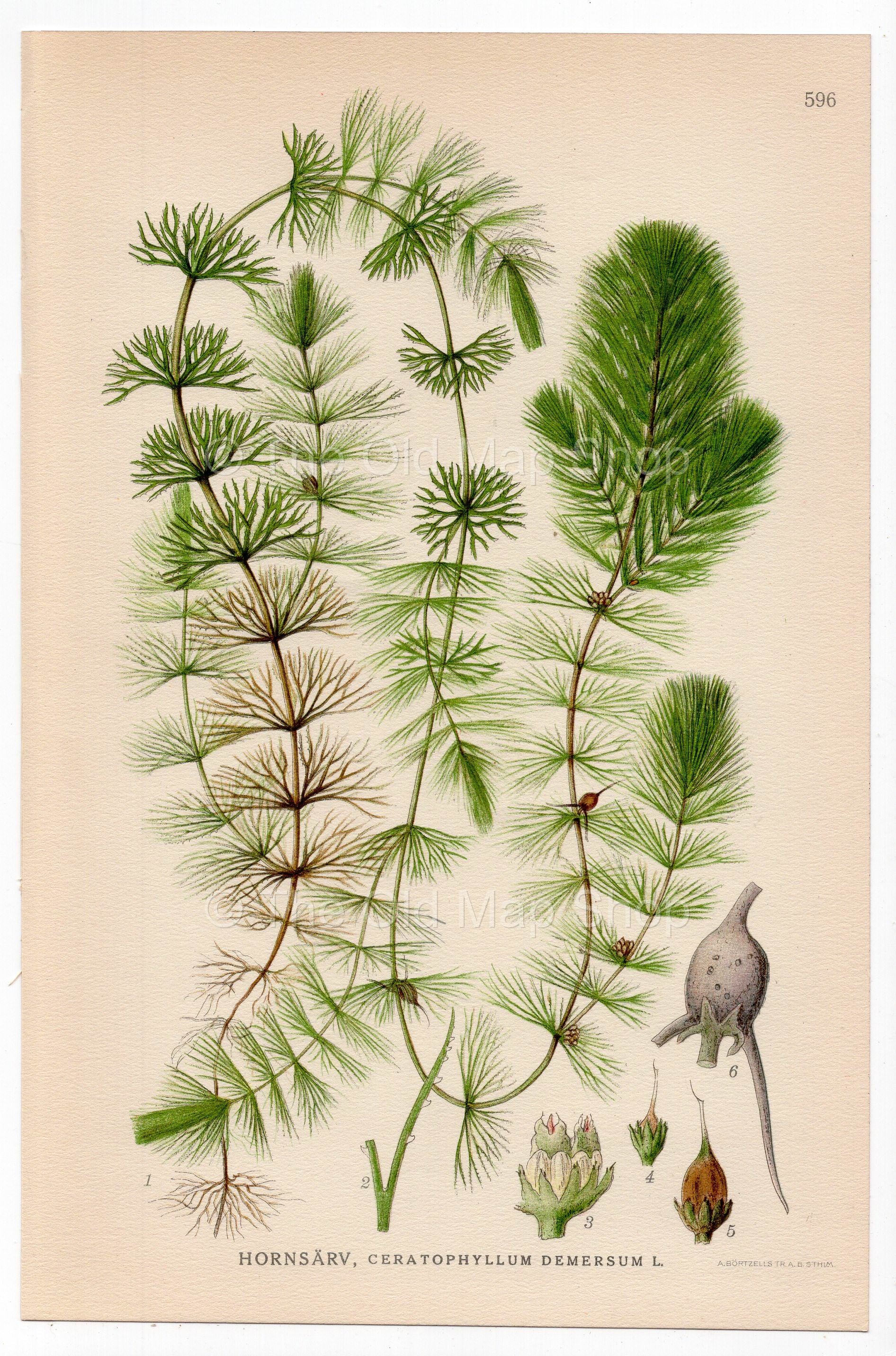 Hornwort, Rigid Hornwort, Coontail (Ceratophyllum demersum), antique botanical illustration, Plate 596, C. A. M. Lindman, Bilder ur Nordens Flora, 1926.