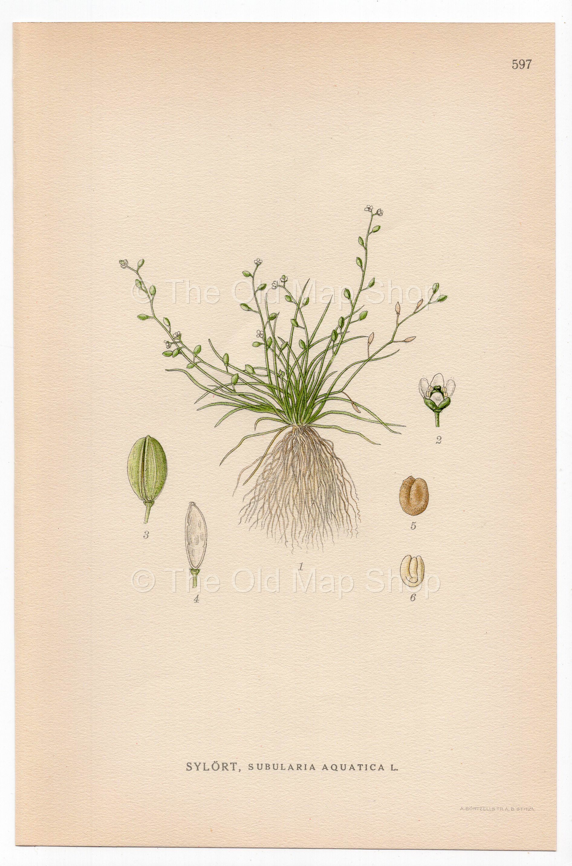 Water Awlwort (Subularia aquatica), antique botanical illustration, Plate 597, C. A. M. Lindman, Bilder ur Nordens Flora, 1926.
