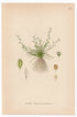 Water Awlwort (Subularia aquatica), antique botanical illustration, Plate 597, C. A. M. Lindman, Bilder ur Nordens Flora, 1926.