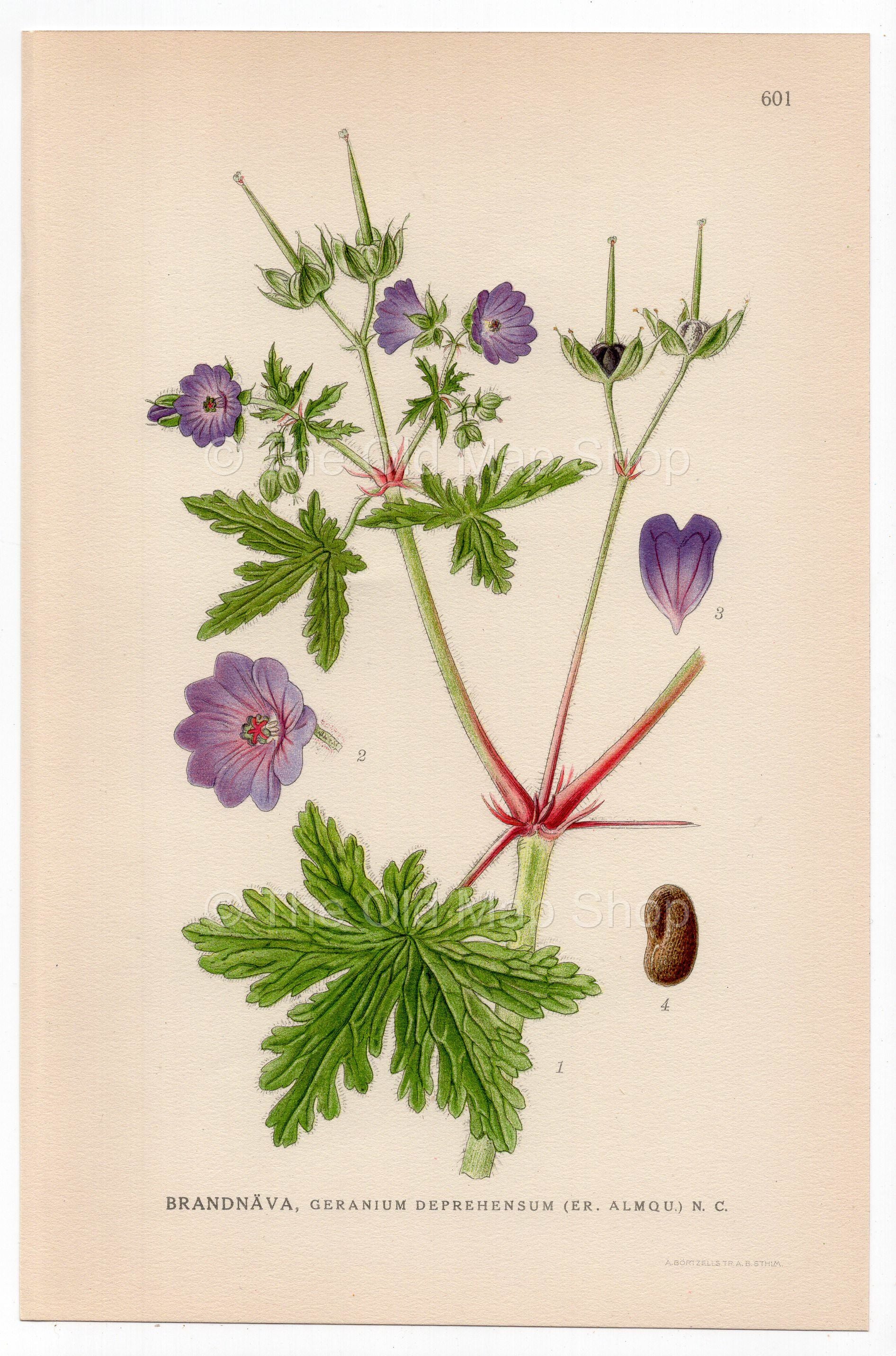 Woolly Cranesbill, Woolly Geranium (Geranium deprehensum), antique botanical illustration, Plate 601, C. A. M. Lindman, Bilder ur Nordens Flora, 1926.
