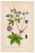 Woolly Cranesbill, Woolly Geranium (Geranium deprehensum), antique botanical illustration, Plate 601, C. A. M. Lindman, Bilder ur Nordens Flora, 1926.