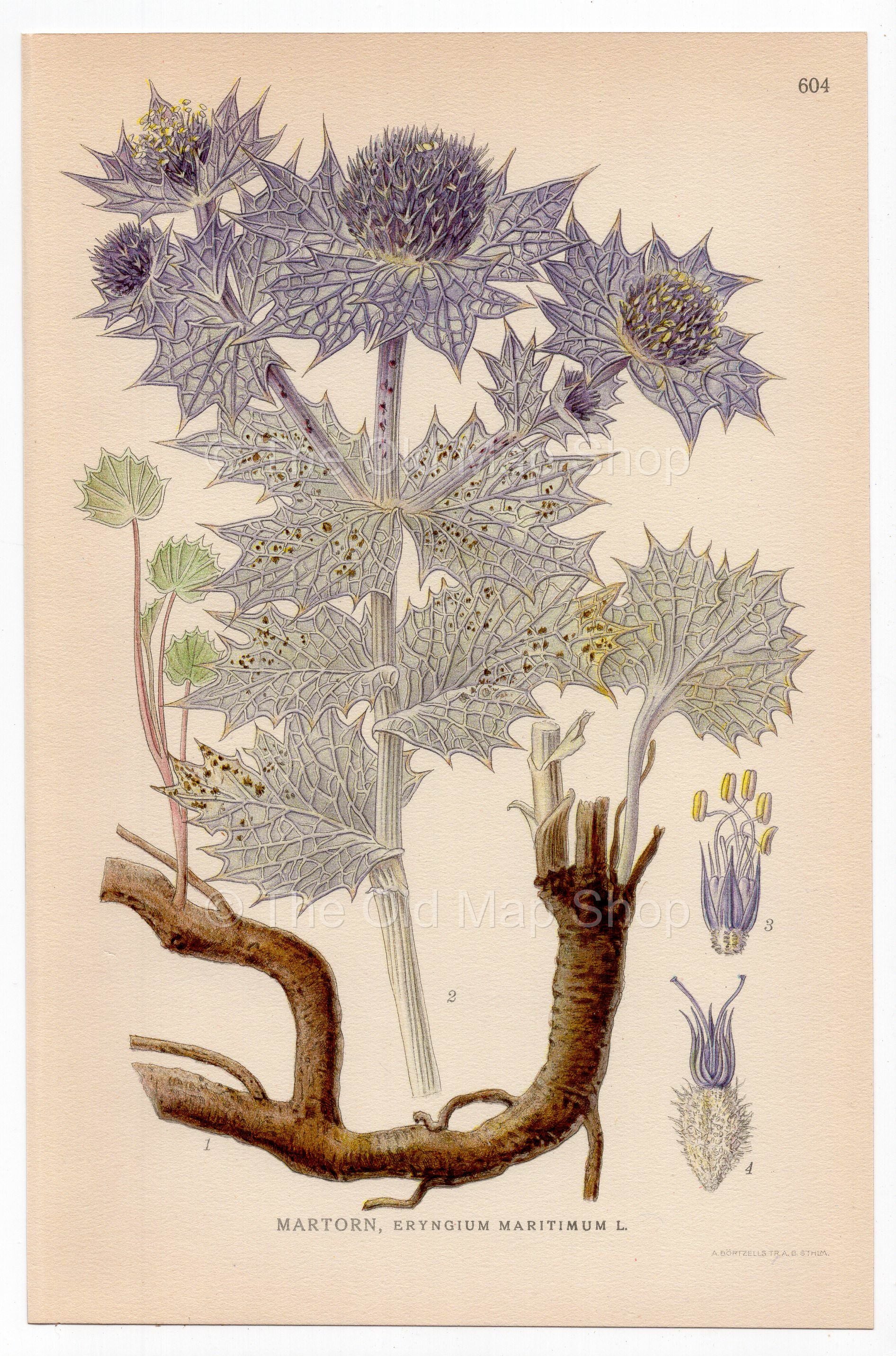 Sea Holly, Seaside Eryngo (Eryngium maritimum), antique botanical illustration, Plate 604, C. A. M. Lindman, Bilder ur Nordens Flora, 1926.