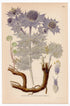 Sea Holly, Seaside Eryngo (Eryngium maritimum), antique botanical illustration, Plate 604, C. A. M. Lindman, Bilder ur Nordens Flora, 1926.
