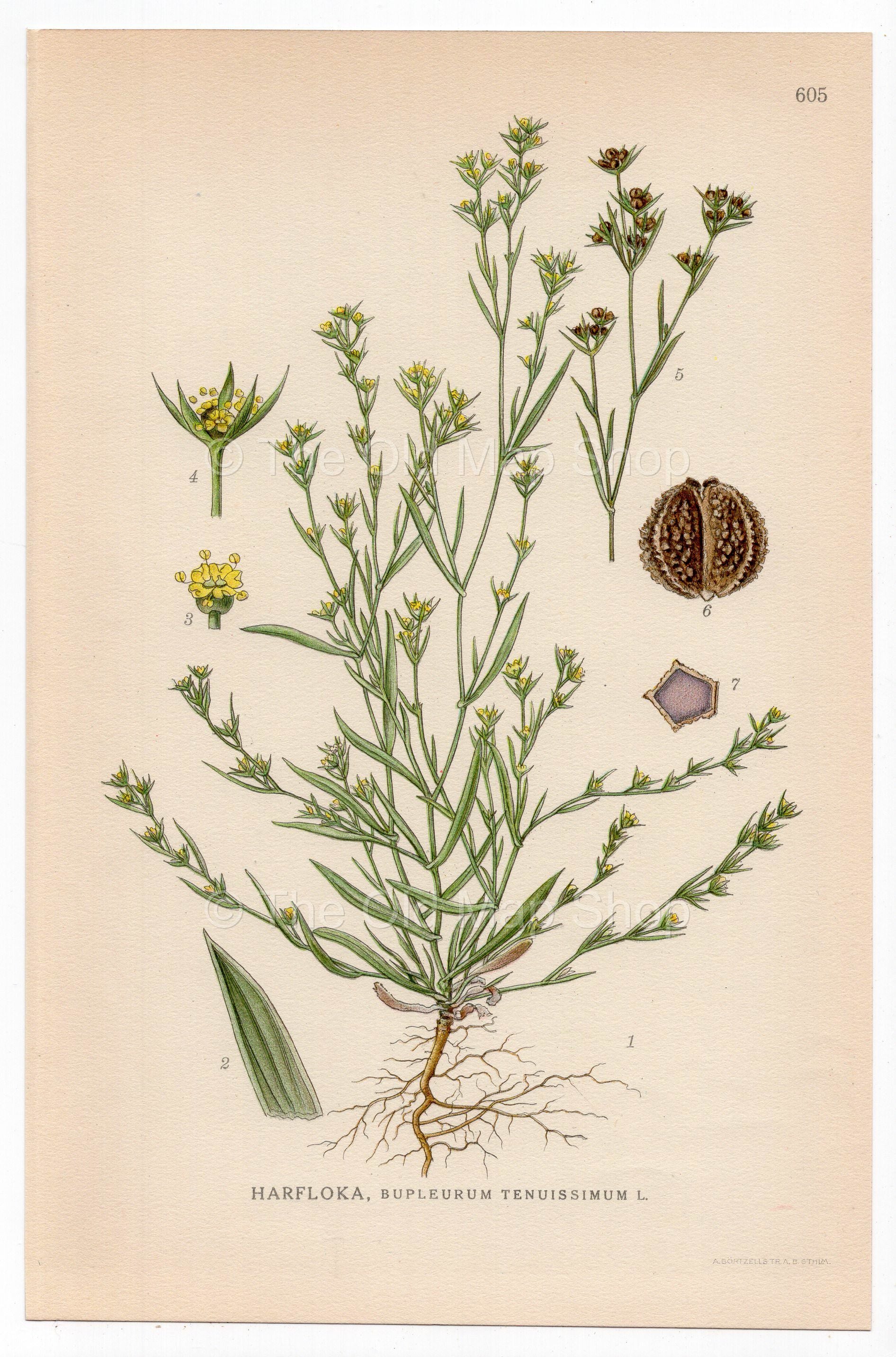 Slender Hare's-ear (Bupleurum tenuissimum), antique botanical illustration, Plate 605, C. A. M. Lindman, Bilder ur Nordens Flora, 1926.