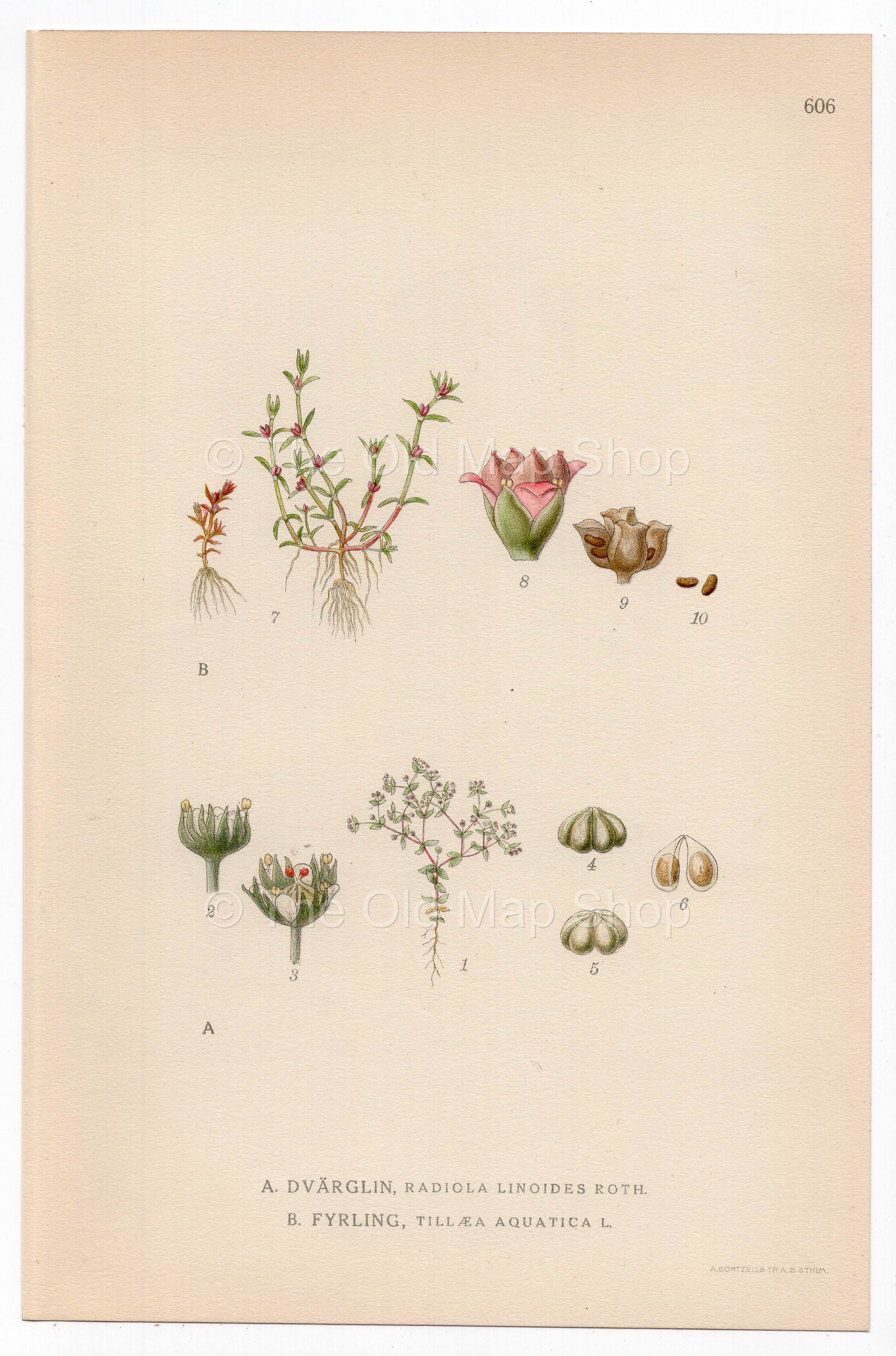 Allseed, Water Pygmyweed (Radiola linoides, Tillaea aquatica), antique botanical illustration, Plate 606, C. A. M. Lindman, Bilder ur Nordens Flora, 1926.