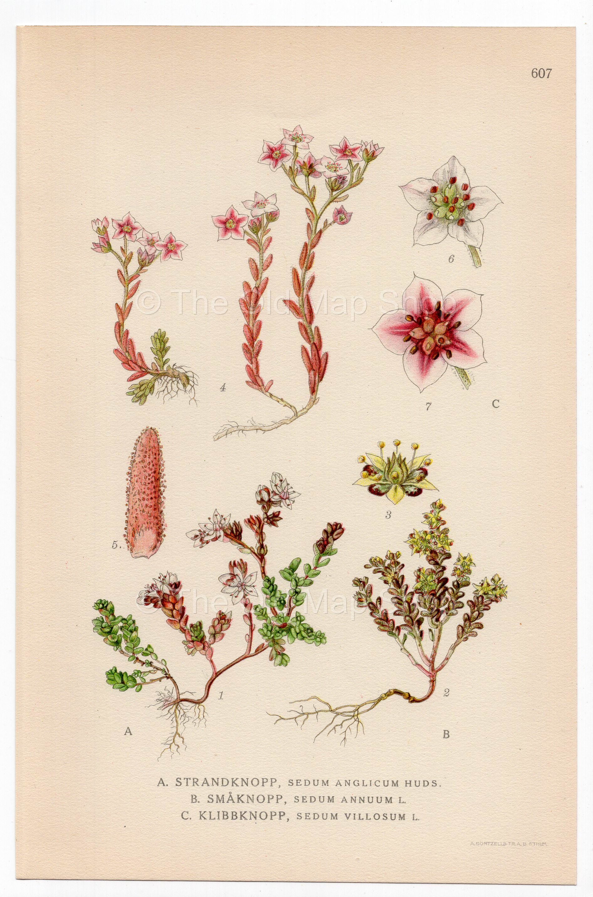 English Stonecrop (Sedum anglicum, Sedum annuum, Sedum villosum), antique botanical illustration, Plate 607, C. A. M. Lindman, Bilder ur Nordens Flora, 1926.