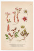 English Stonecrop (Sedum anglicum, Sedum annuum, Sedum villosum), antique botanical illustration, Plate 607, C. A. M. Lindman, Bilder ur Nordens Flora, 1926.