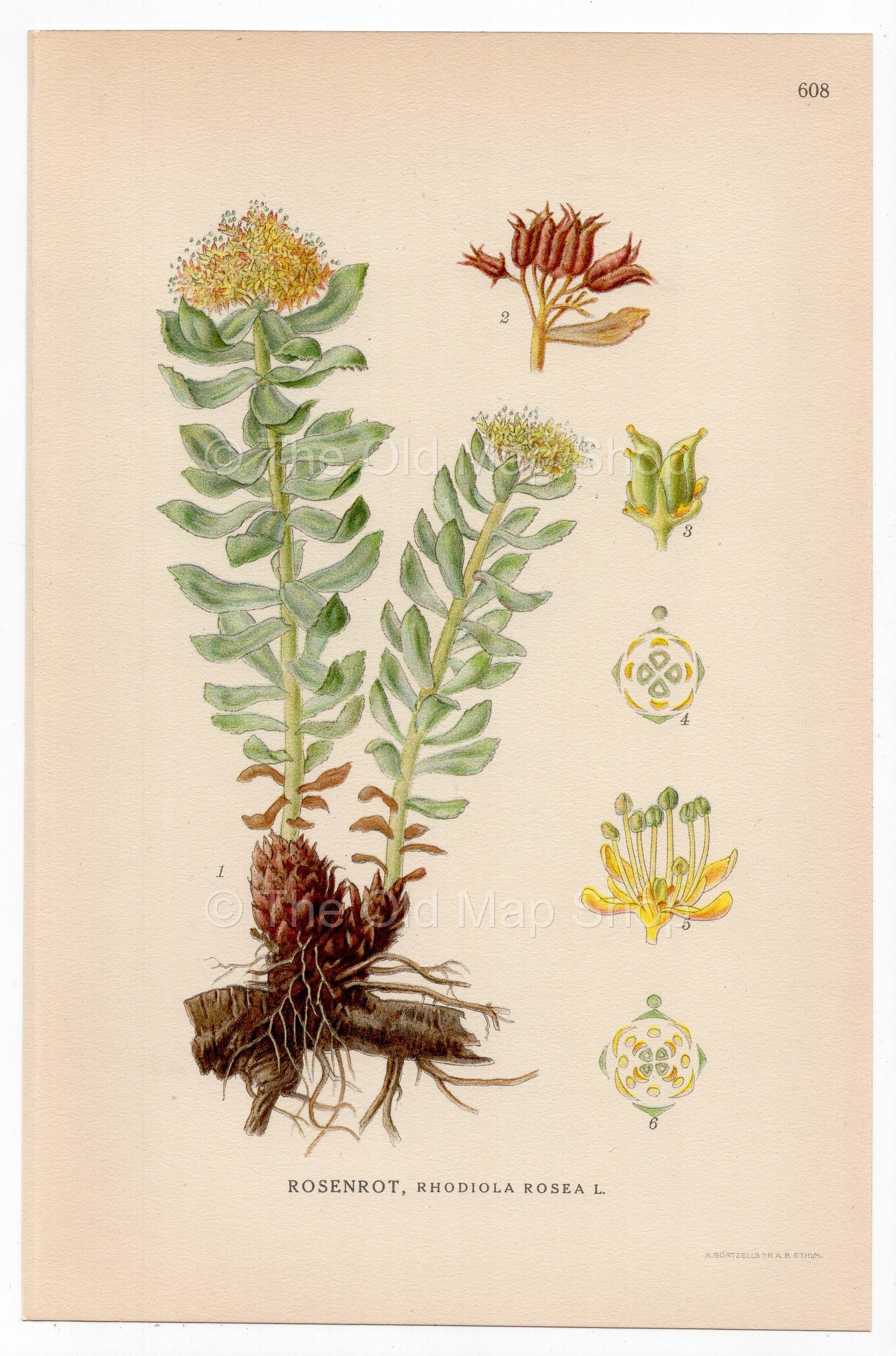 Golden root, Rose root, Roseroot (Rhodiola rosea), antique botanical illustration, Plate 608, C. A. M. Lindman, Bilder ur Nordens Flora, 1926.
