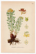 Golden root, Rose root, Roseroot (Rhodiola rosea), antique botanical illustration, Plate 608, C. A. M. Lindman, Bilder ur Nordens Flora, 1926.