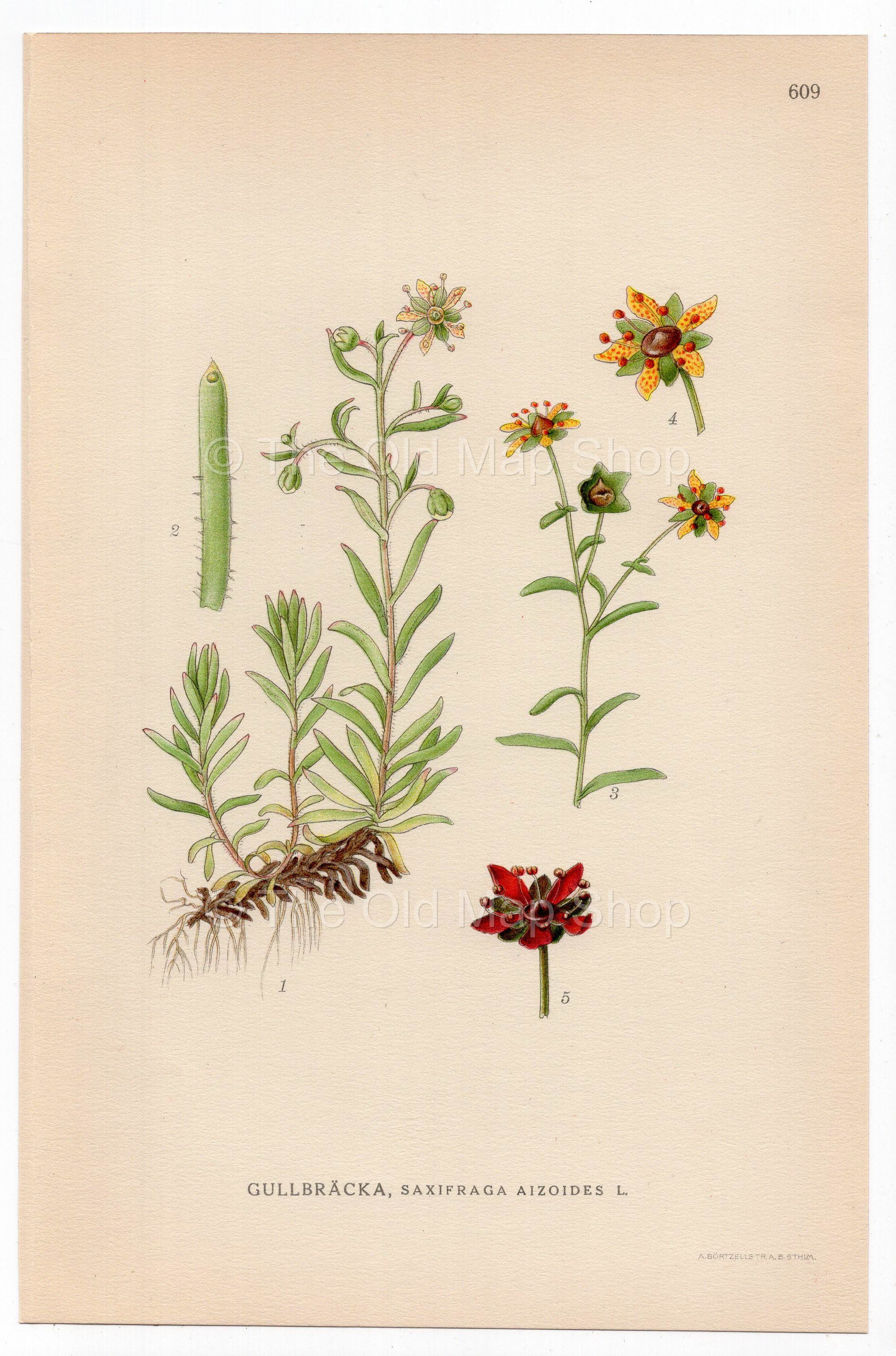 Yellow Saxifrage (Saxifraga aizoides), antique botanical illustration, Plate 609, C. A. M. Lindman, Bilder ur Nordens Flora, 1926.