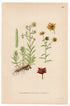 Yellow Saxifrage (Saxifraga aizoides), antique botanical illustration, Plate 609, C. A. M. Lindman, Bilder ur Nordens Flora, 1926.