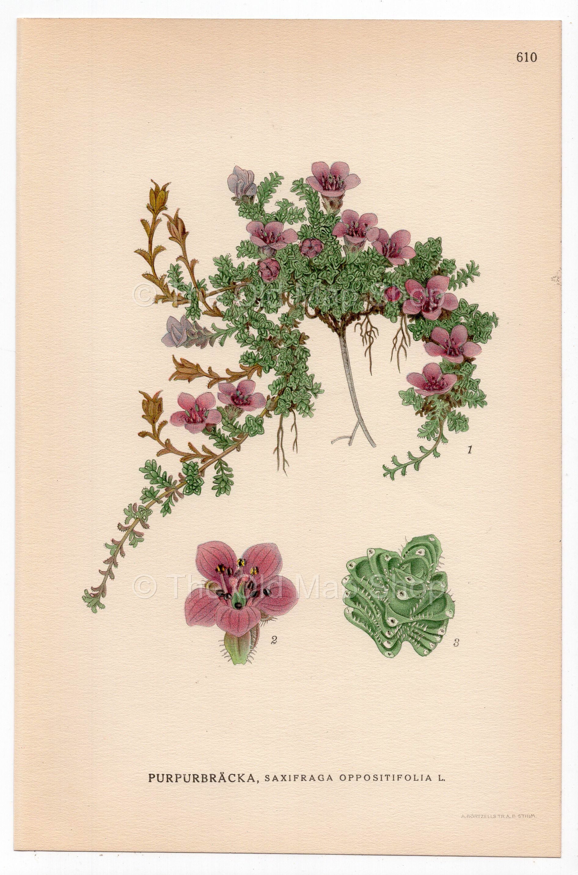 Purple Saxifrage (Saxifraga oppositifolia), antique botanical illustration, Plate 610, C. A. M. Lindman, Bilder ur Nordens Flora, 1926.