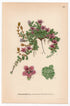 Purple Saxifrage (Saxifraga oppositifolia), antique botanical illustration, Plate 610, C. A. M. Lindman, Bilder ur Nordens Flora, 1926.