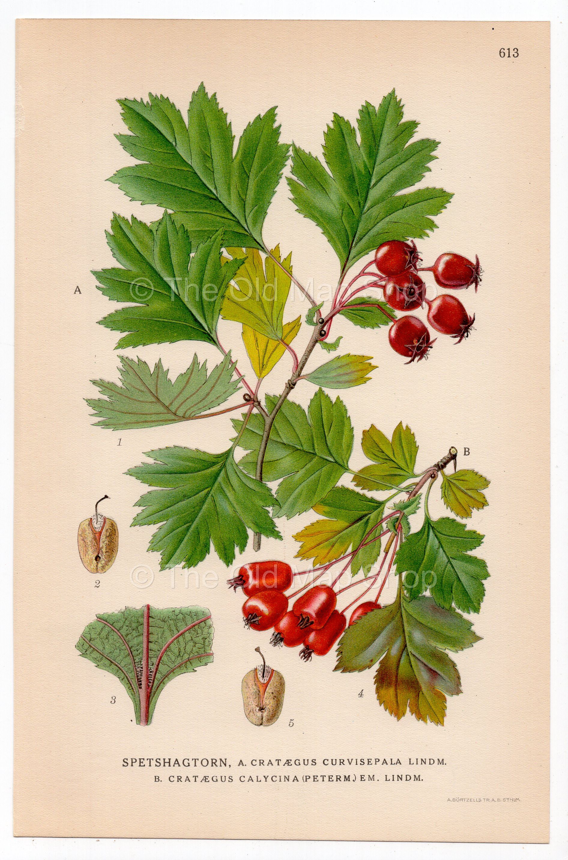 Hawthorn (Crataegus curvisepala), antique botanical illustration, Plate 613, C. A. M. Lindman, Bilder ur Nordens Flora, 1926.
