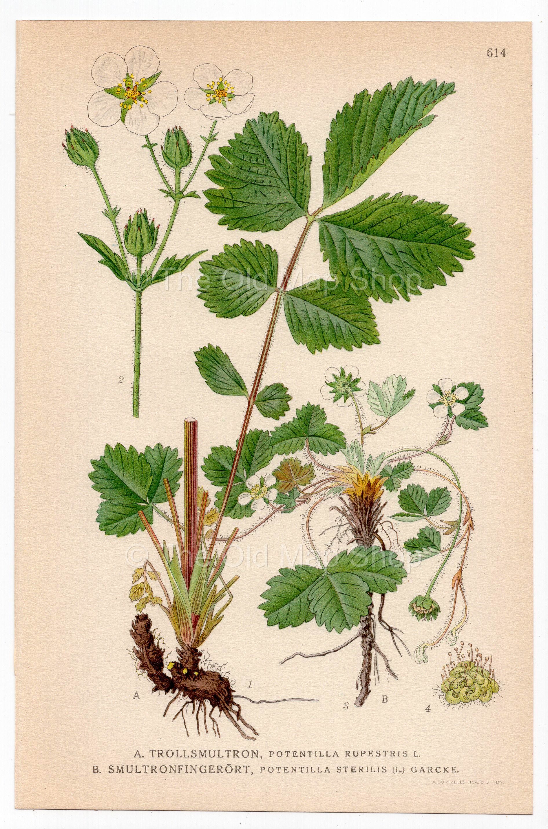 Rock Cinquefoil, Barren Strawberry (Potentilla rupestris, Potentilla sterilis), antique botanical illustration, Plate 614, C. A. M. Lindman, Bilder ur Nordens Flora, 1926.