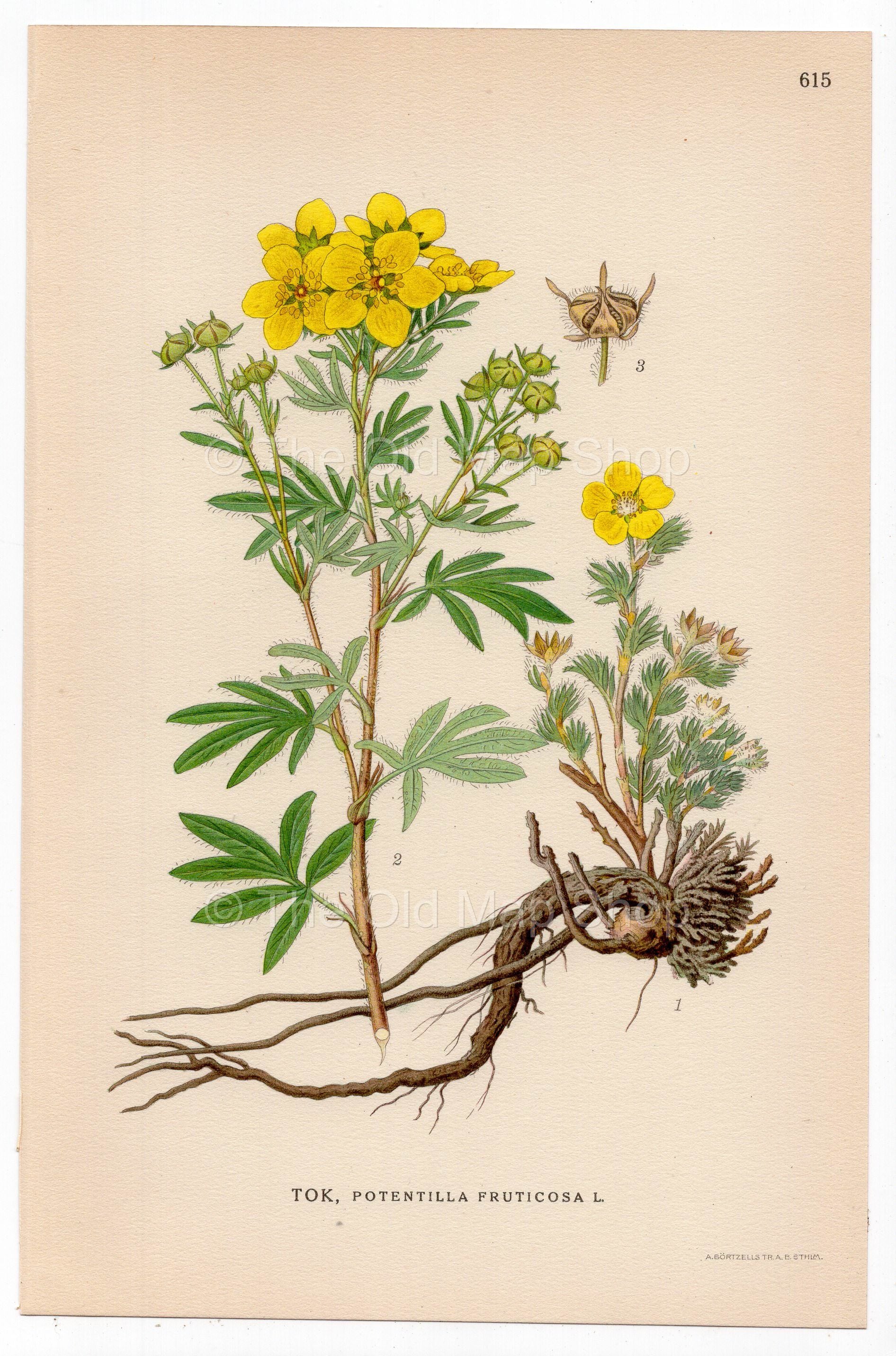 Shrubby Cinquefoil, Golden Hardhack (Potentilla fruticosa), antique botanical illustration, Plate 615, C. A. M. Lindman, Bilder ur Nordens Flora, 1926.