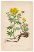 Shrubby Cinquefoil, Golden Hardhack (Potentilla fruticosa), antique botanical illustration, Plate 615, C. A. M. Lindman, Bilder ur Nordens Flora, 1926.