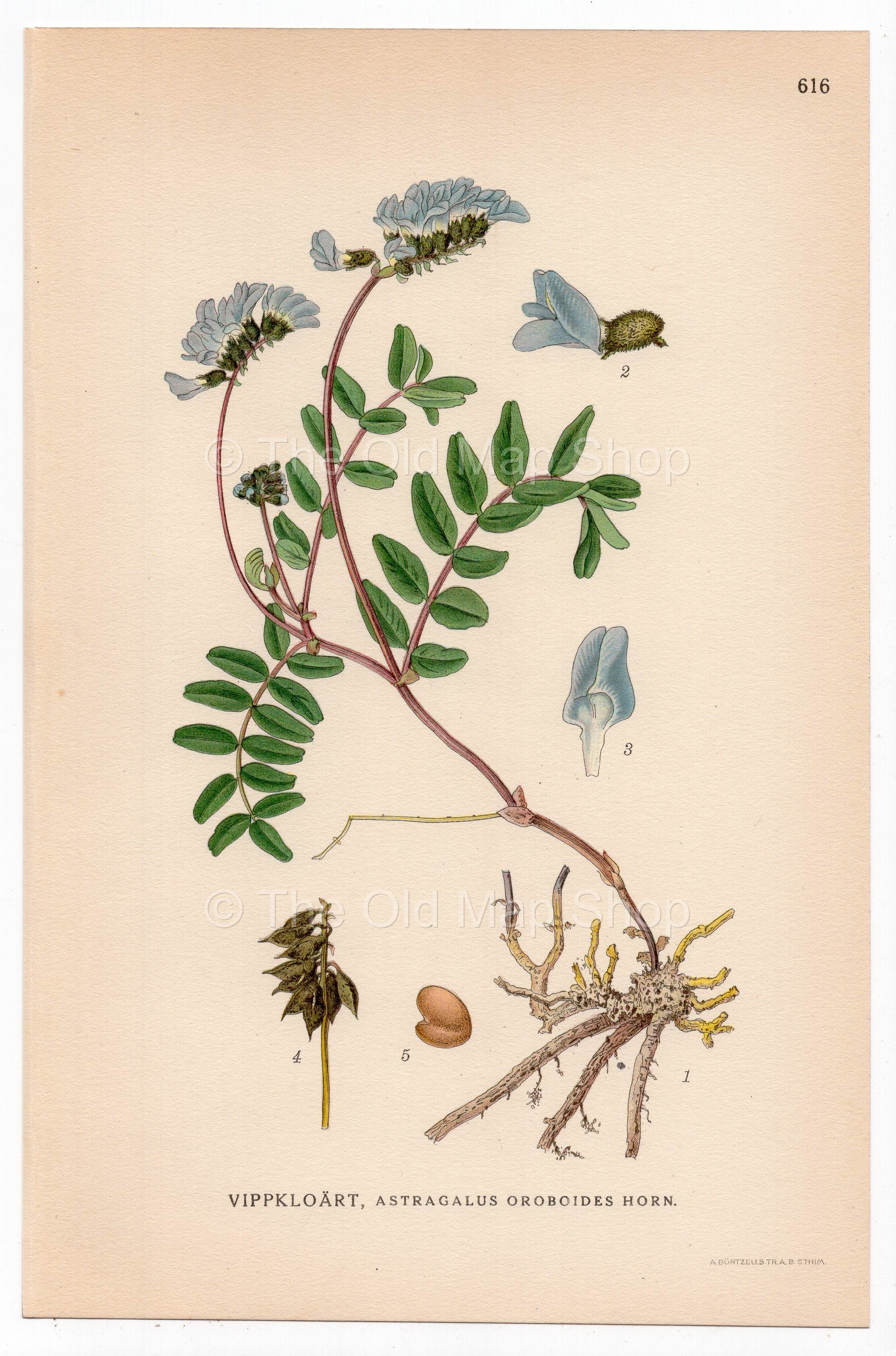 Oroboides Milkvetch (Astragalus oroboides), antique botanical illustration, Plate 616, C. A. M. Lindman, Bilder ur Nordens Flora, 1926.