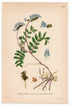 Oroboides Milkvetch (Astragalus oroboides), antique botanical illustration, Plate 616, C. A. M. Lindman, Bilder ur Nordens Flora, 1926.