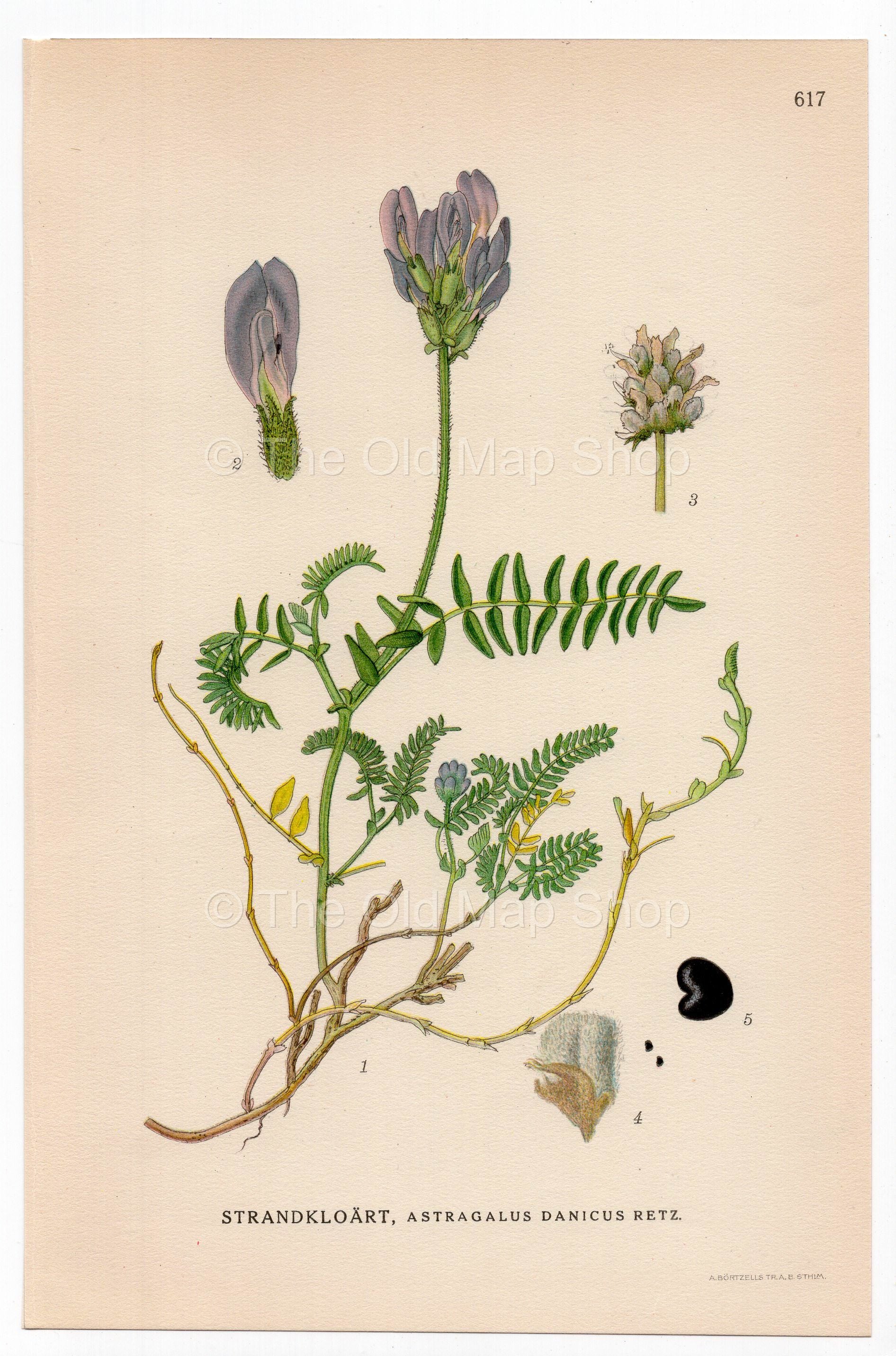 Purple Milk-vetch (Astragalus danicus), antique botanical illustration, Plate 617, C. A. M. Lindman, Bilder ur Nordens Flora, 1926.