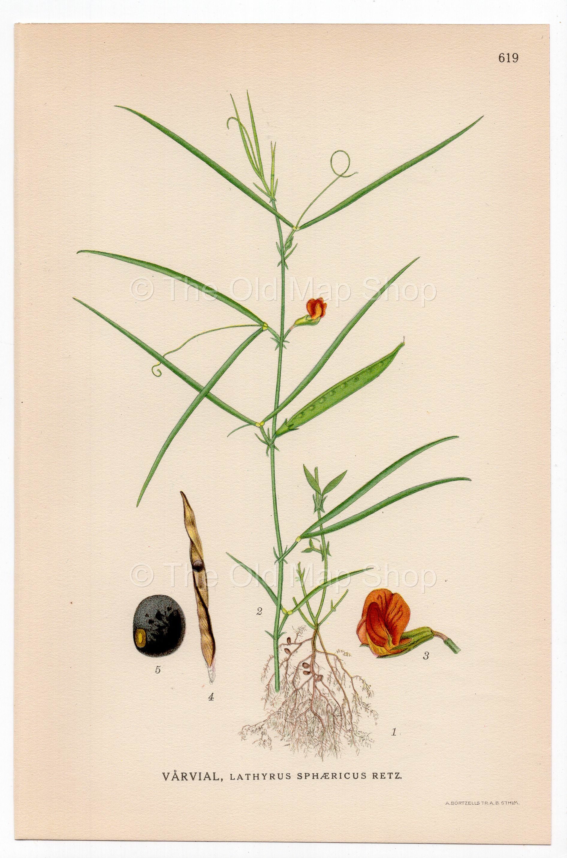 Grass Pea, Round-seeded Vetchling (Lathyrus sphaericus), antique botanical illustration, Plate 619, C. A. M. Lindman, Bilder ur Nordens Flora, 1926.