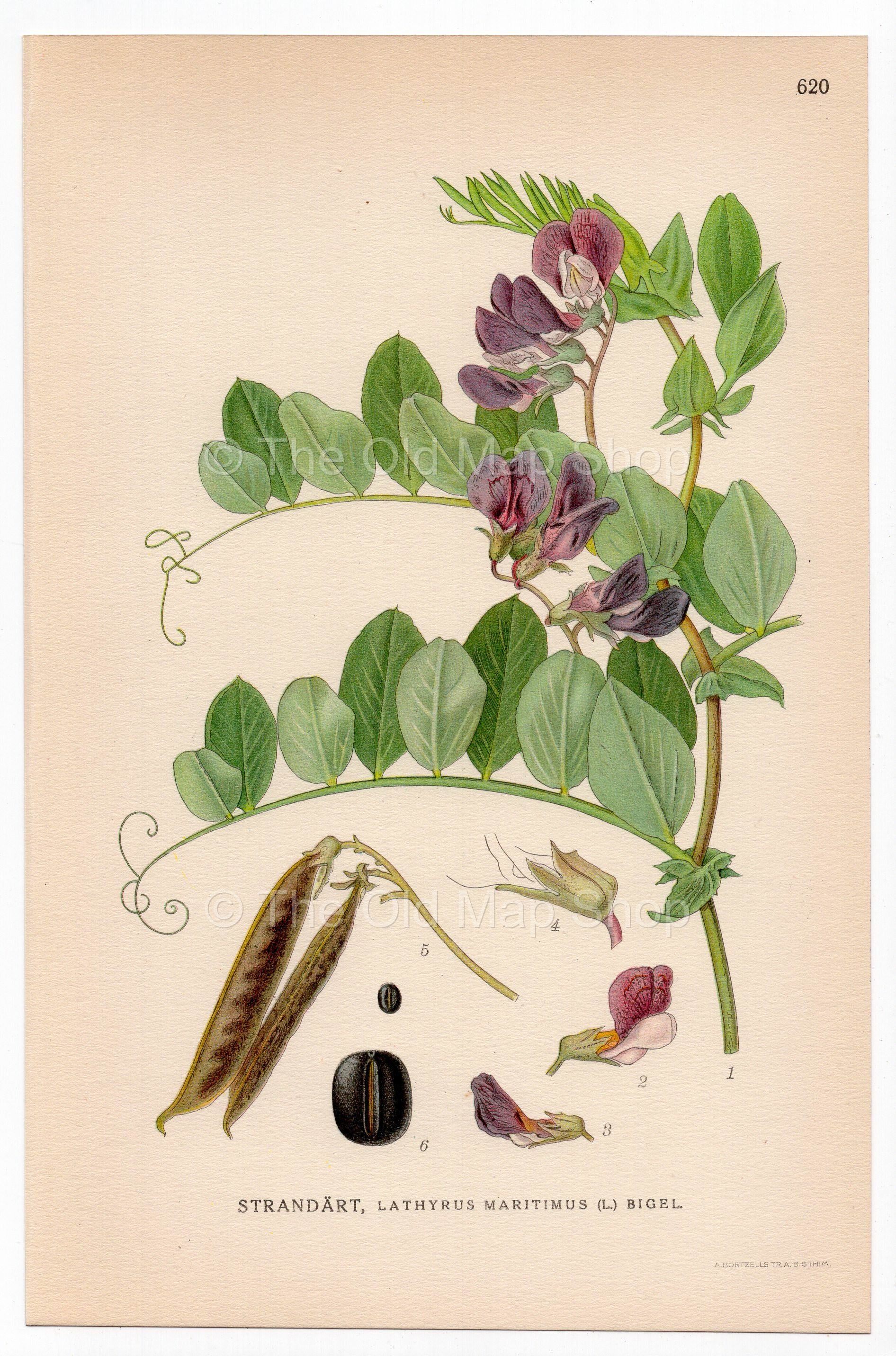 Sea pea, Beach pea, Circumpolar pea (Lathyrus maritimus), antique botanical illustration, Plate 620, C. A. M. Lindman, Bilder ur Nordens Flora, 1926.