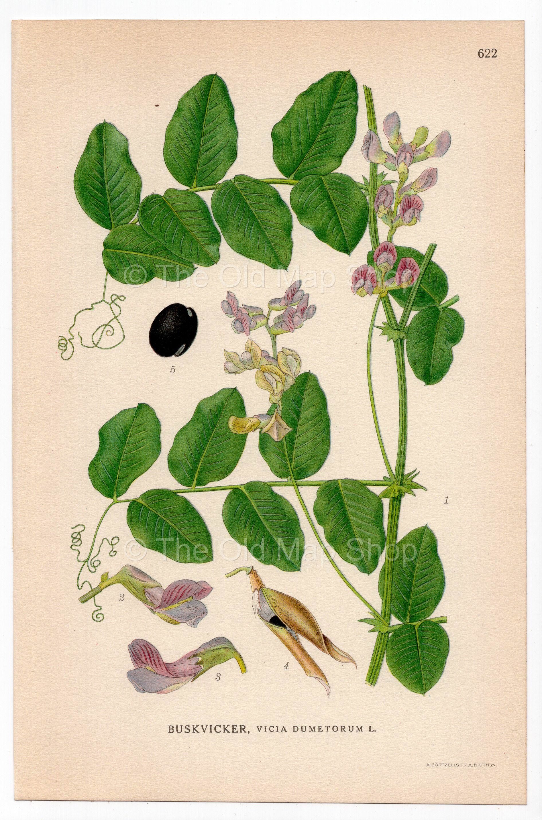 Vetch (Vicia dumetorum), antique botanical illustration, Plate 622, C. A. M. Lindman, Bilder ur Nordens Flora, 1926.
