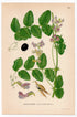 Vetch (Vicia dumetorum), antique botanical illustration, Plate 622, C. A. M. Lindman, Bilder ur Nordens Flora, 1926.
