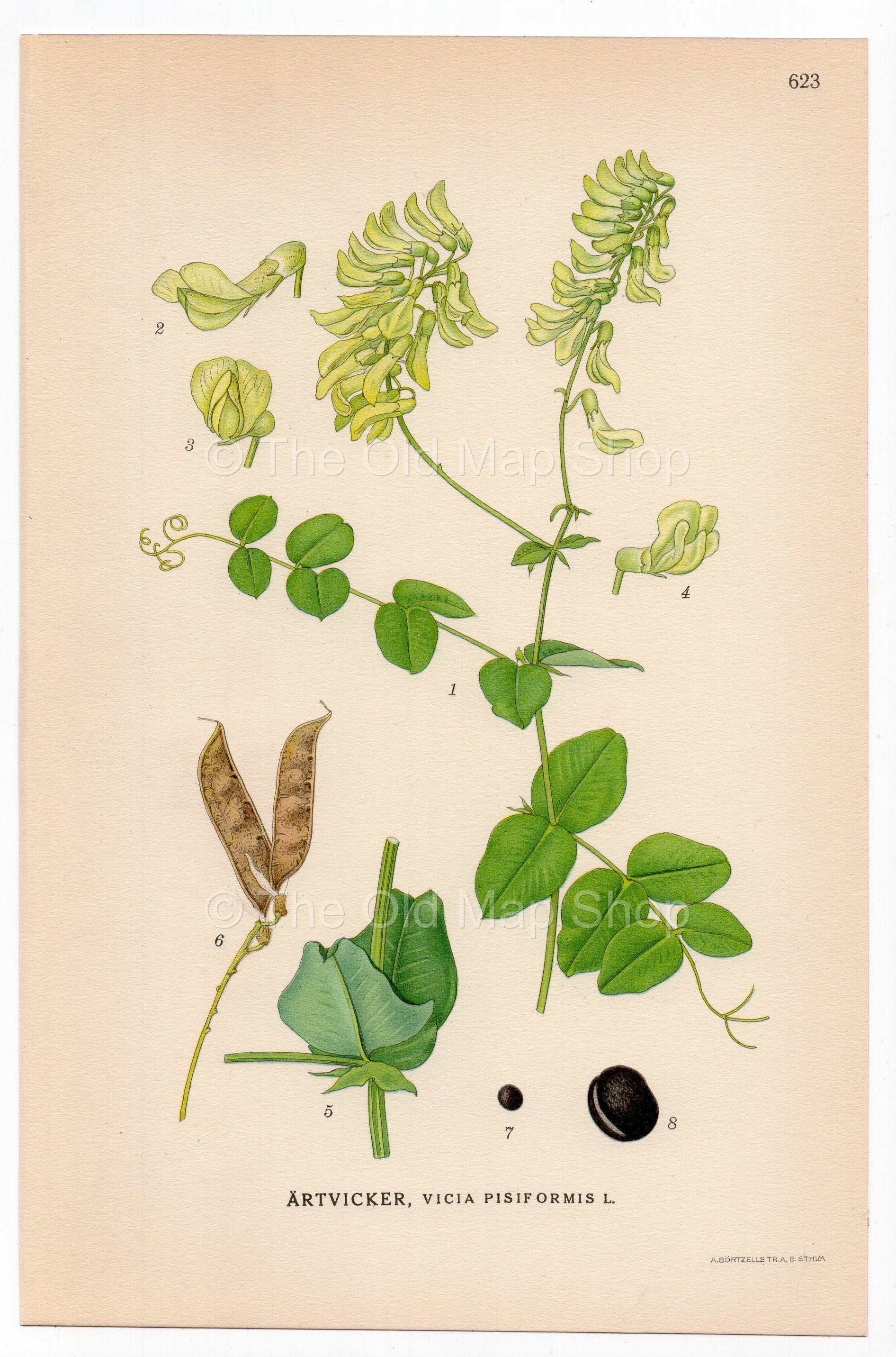 Pale-flower Vetch, Pea Vetch (Vicia pisiformis), antique botanical illustration, Plate 623, C. A. M. Lindman, Bilder ur Nordens Flora, 1926.