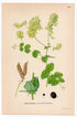 Pale-flower Vetch, Pea Vetch (Vicia pisiformis), antique botanical illustration, Plate 623, C. A. M. Lindman, Bilder ur Nordens Flora, 1926.