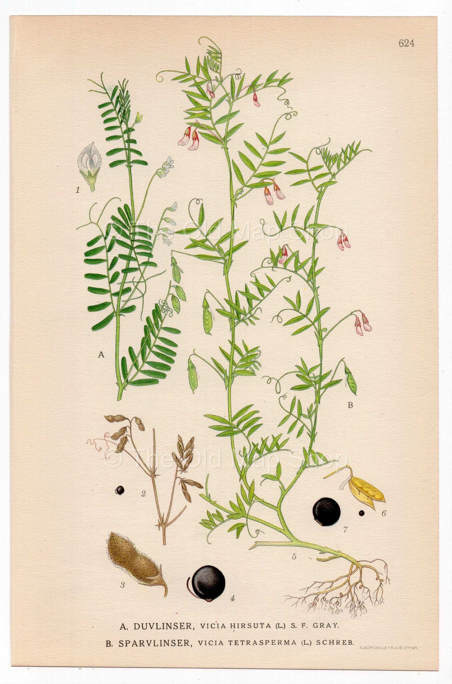 Hairy Tare, Hairy Vetch, Smooth tare (Vicia hirsuta, Vicia tetrasperma), antique botanical illustration, Plate 624, C. A. M. Lindman, Bilder ur Nordens Flora, 1926.
