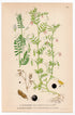 Hairy Tare, Hairy Vetch, Smooth tare (Vicia hirsuta, Vicia tetrasperma), antique botanical illustration, Plate 624, C. A. M. Lindman, Bilder ur Nordens Flora, 1926.