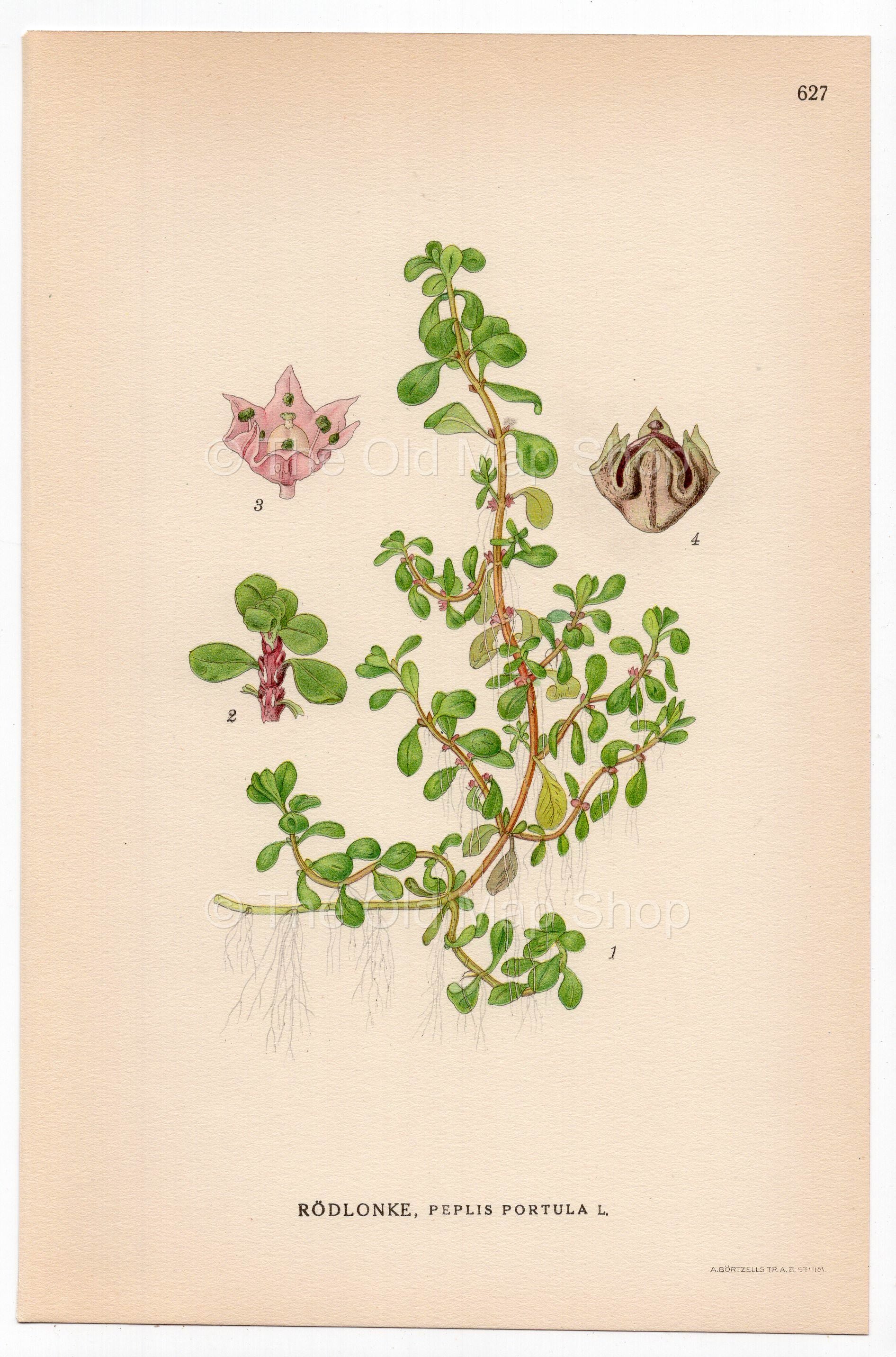 Water-purslane (Peplis portula), antique botanical illustration, Plate 627, C. A. M. Lindman, Bilder ur Nordens Flora, 1926.
