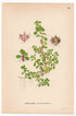 Water-purslane (Peplis portula), antique botanical illustration, Plate 627, C. A. M. Lindman, Bilder ur Nordens Flora, 1926.