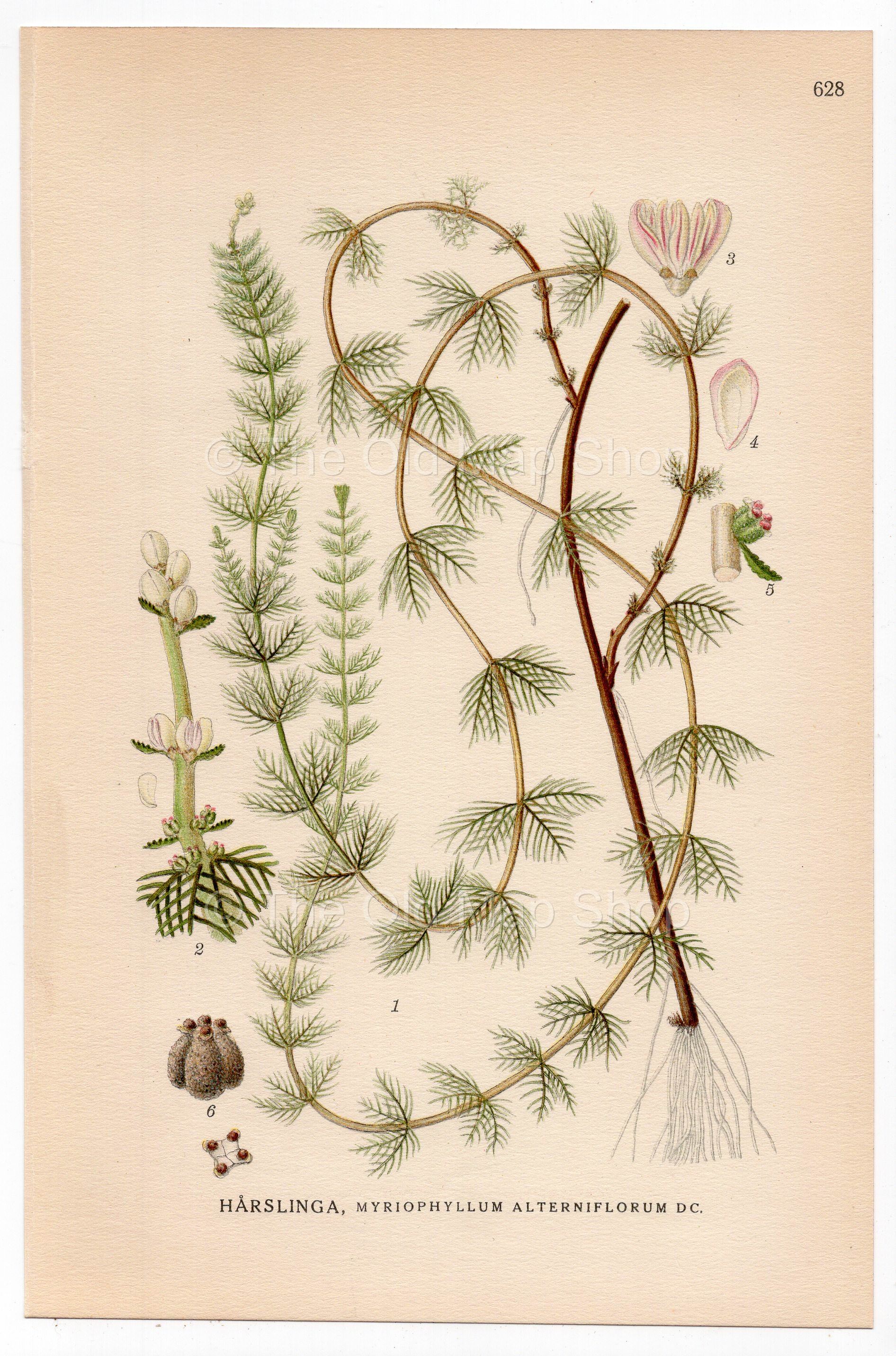 Alternate Water-milfoil (Myriophyllum alterniflorum), antique botanical illustration, Plate 628, C. A. M. Lindman, Bilder ur Nordens Flora, 1926.