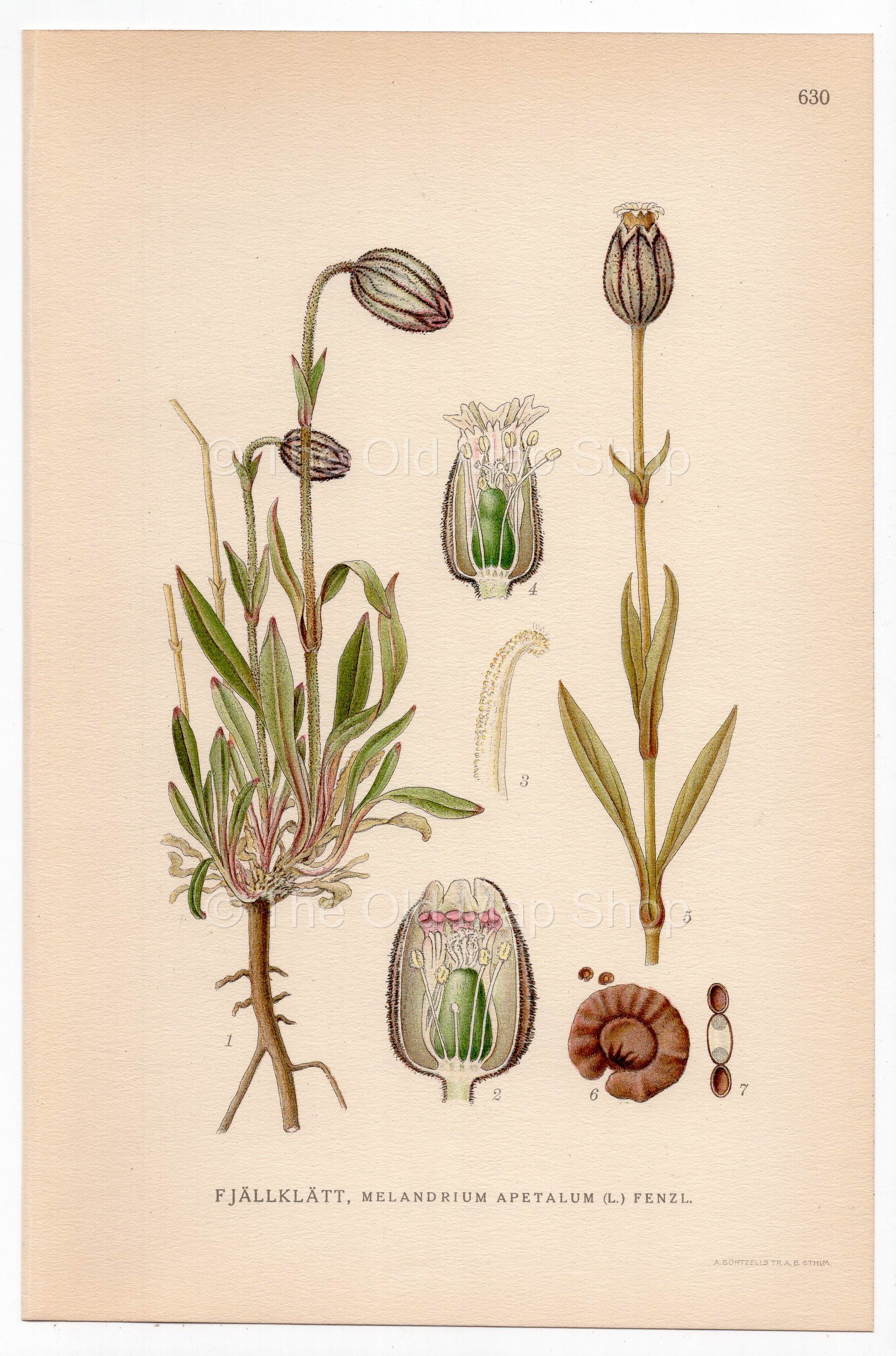 Apetalous Catchfly, Mountain Campion (Melandrium apetalum), antique botanical illustration, Plate 630, C. A. M. Lindman, Bilder ur Nordens Flora, 1926.