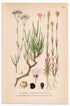 Fastigiata Baby's Breath, Proliferous Pink (Gypsophila fastigiata, Tunica prolifera), antique botanical illustration, Plate 632, C. A. M. Lindman, Bilder ur Nordens Flora, 1926.