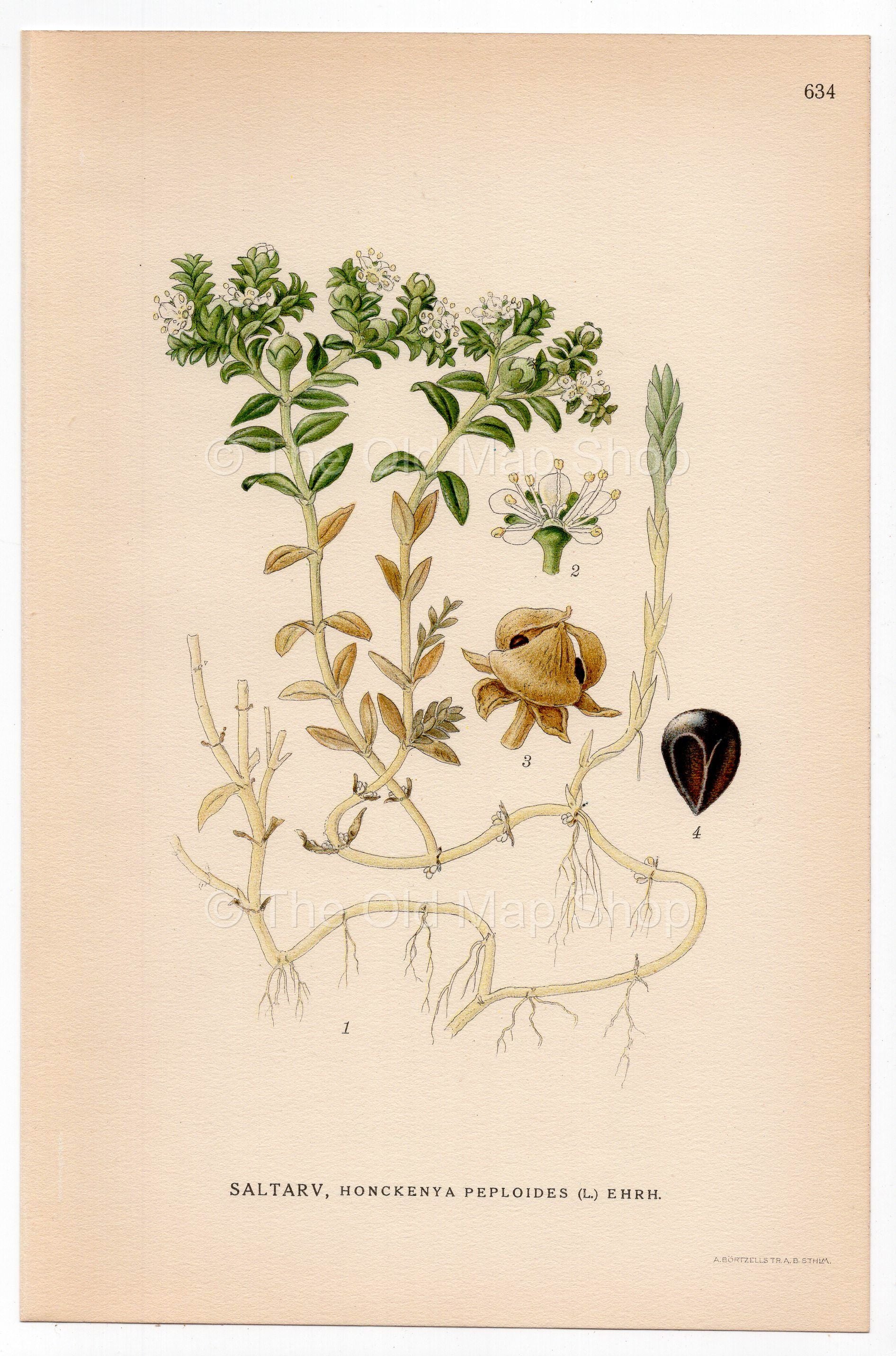 Sea Sandwort, Seaside Sandplant (Honckenya peploides), antique botanical illustration, Plate 634, C. A. M. Lindman, Bilder ur Nordens Flora, 1926.
