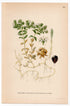 Sea Sandwort, Seaside Sandplant (Honckenya peploides), antique botanical illustration, Plate 634, C. A. M. Lindman, Bilder ur Nordens Flora, 1926.