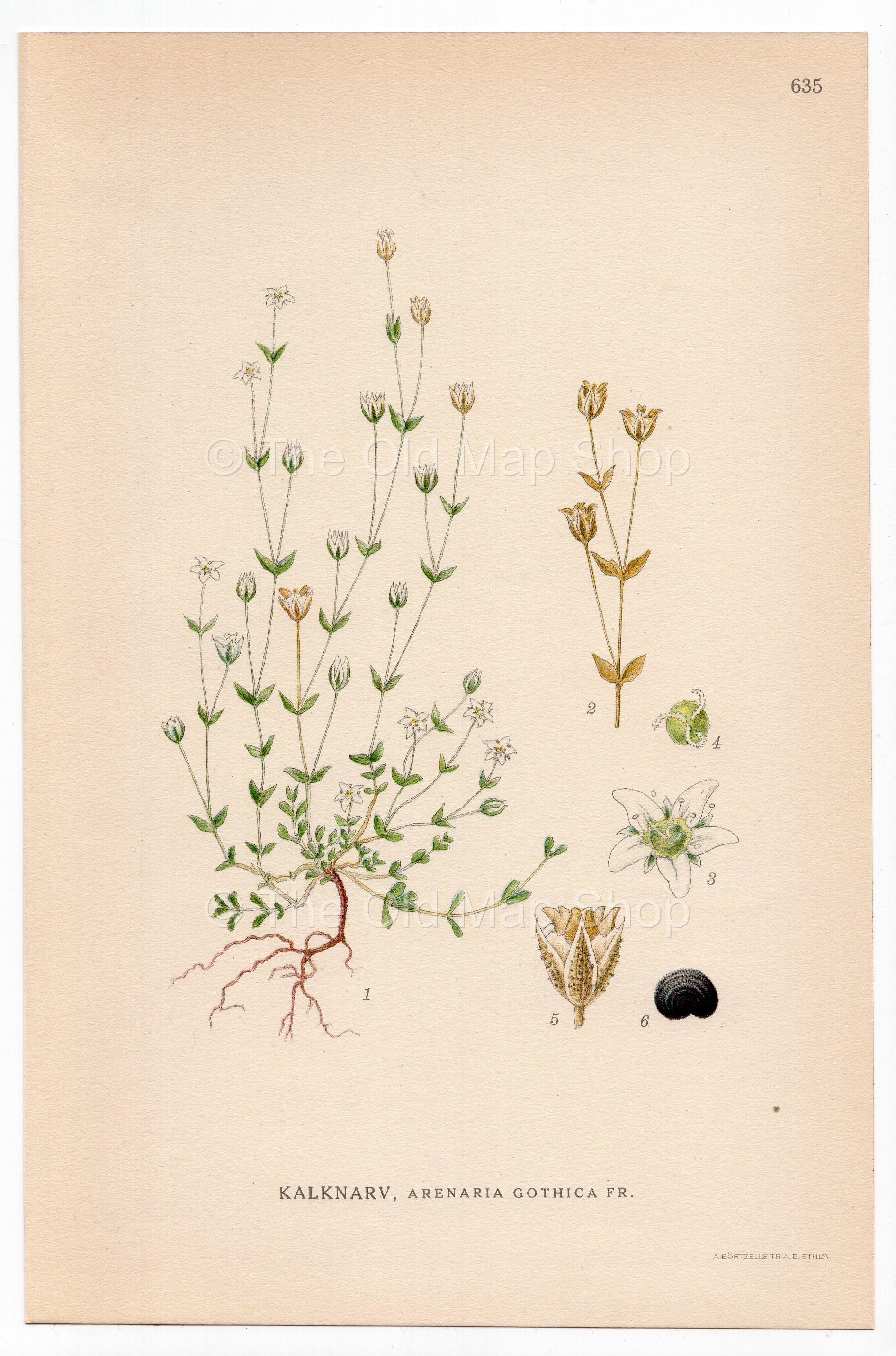 Sandwort (Arenaria gothica), antique botanical illustration, Plate 635, C. A. M. Lindman, Bilder ur Nordens Flora, 1926.