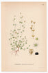 Sandwort (Arenaria gothica), antique botanical illustration, Plate 635, C. A. M. Lindman, Bilder ur Nordens Flora, 1926.