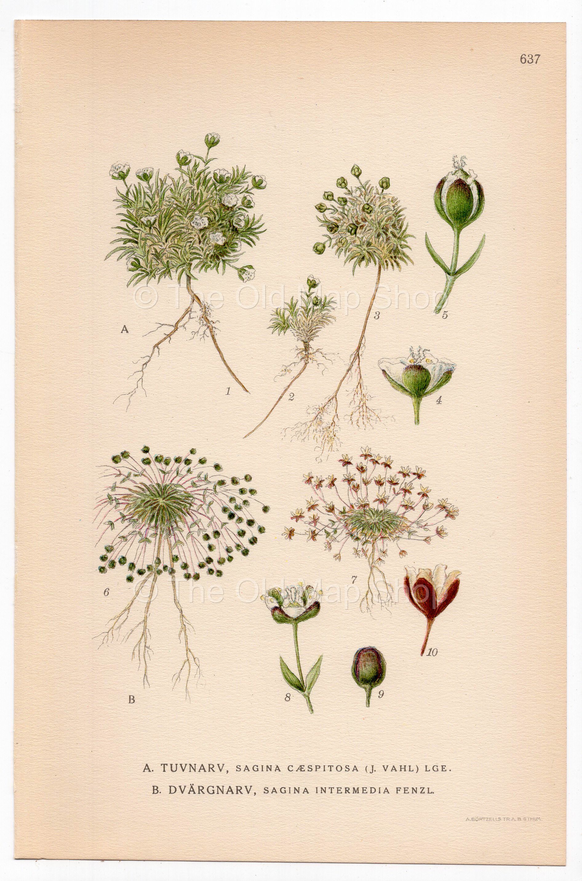 Tufted Pearlwort, Snow Pearlwort (Sagina caespitosa, Sagina intermedia), antique botanical illustration, Plate 637, C. A. M. Lindman, Bilder ur Nordens Flora, 1926.