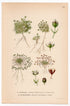 Tufted Pearlwort, Snow Pearlwort (Sagina caespitosa, Sagina intermedia), antique botanical illustration, Plate 637, C. A. M. Lindman, Bilder ur Nordens Flora, 1926.