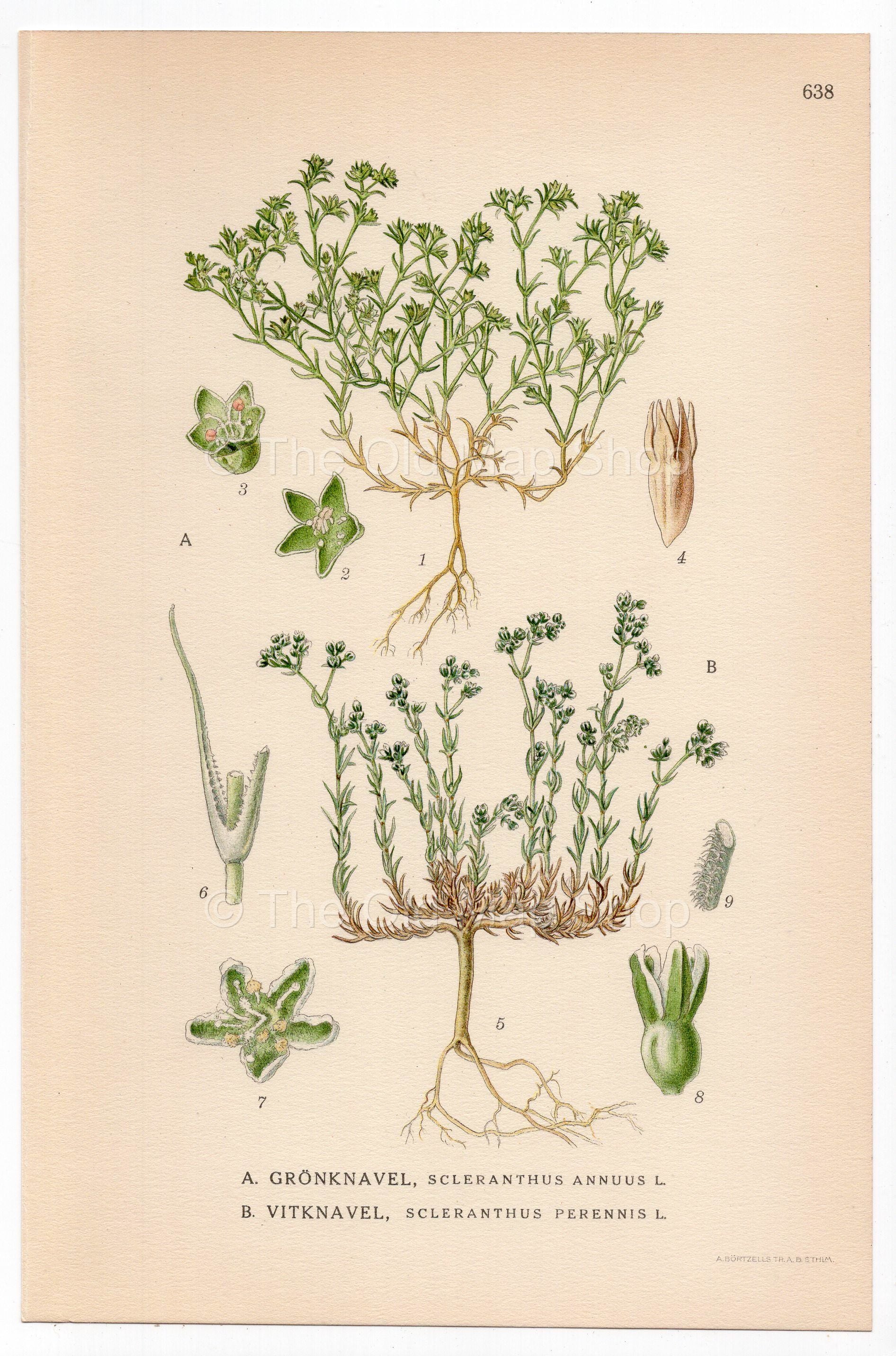 German Knotweed, Perennial Knawel (Scleranthus annuus, Scleranthus perennis), antique botanical illustration, Plate 638, C. A. M. Lindman, Bilder ur Nordens Flora, 1926.
