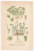 German Knotweed, Perennial Knawel (Scleranthus annuus, Scleranthus perennis), antique botanical illustration, Plate 638, C. A. M. Lindman, Bilder ur Nordens Flora, 1926.