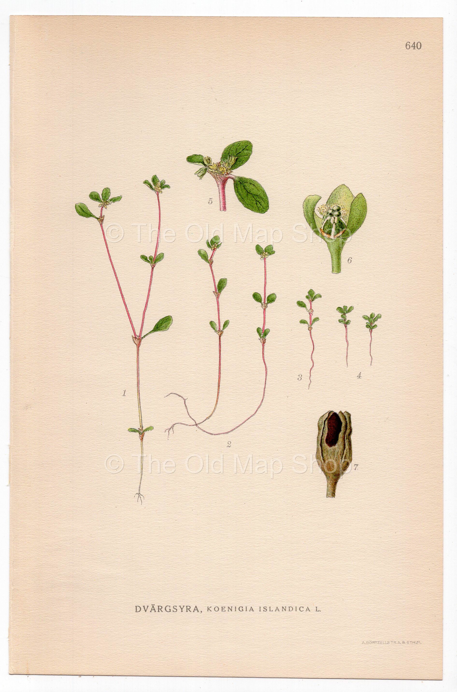 Iceland purslane (Koenigia islandica), antique botanical illustration, Plate 640, C. A. M. Lindman, Bilder ur Nordens Flora, 1926.