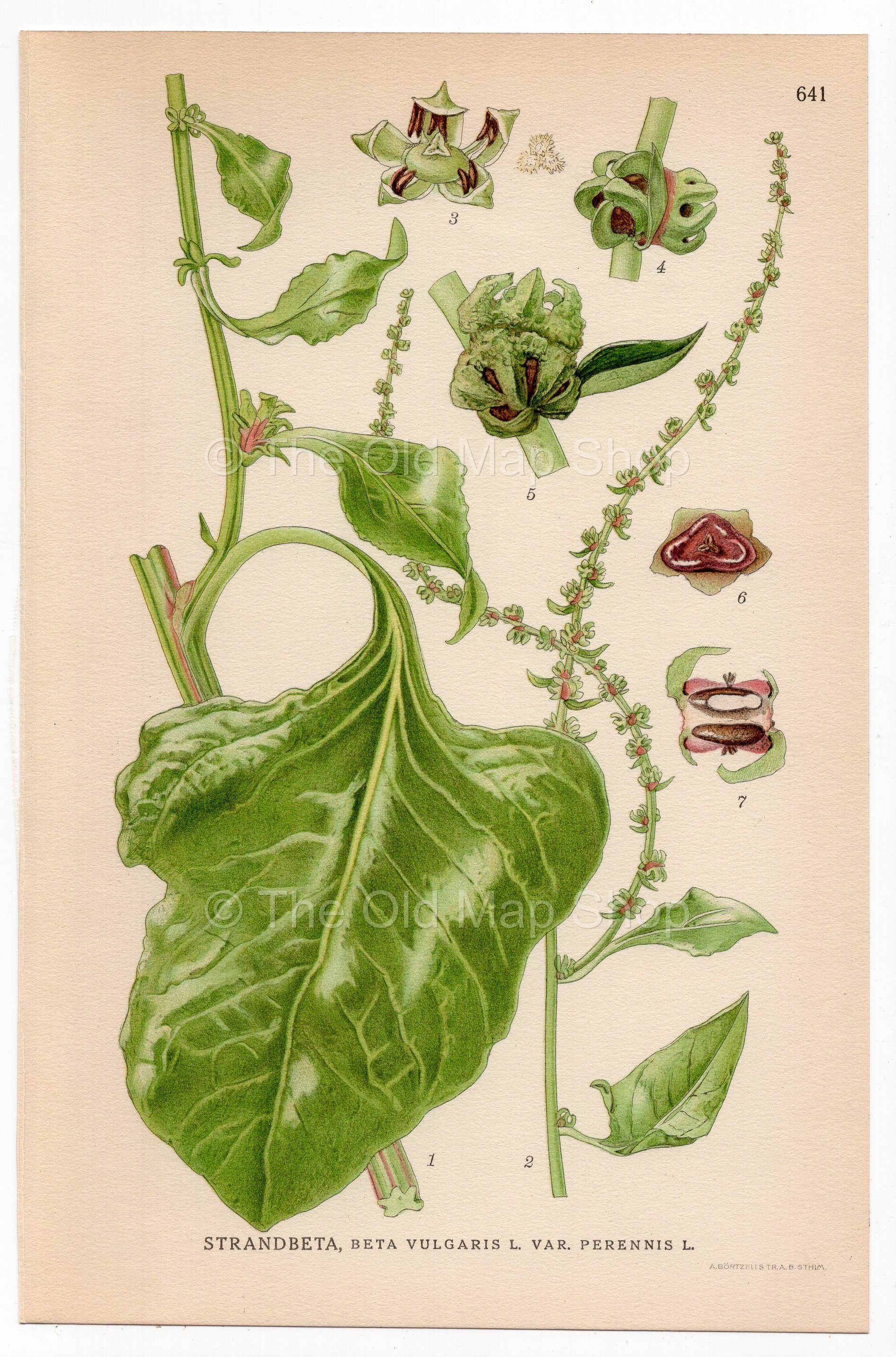 Beet (Beta vulgaris), antique botanical illustration, Plate 641, C. A. M. Lindman, Bilder ur Nordens Flora, 1926.