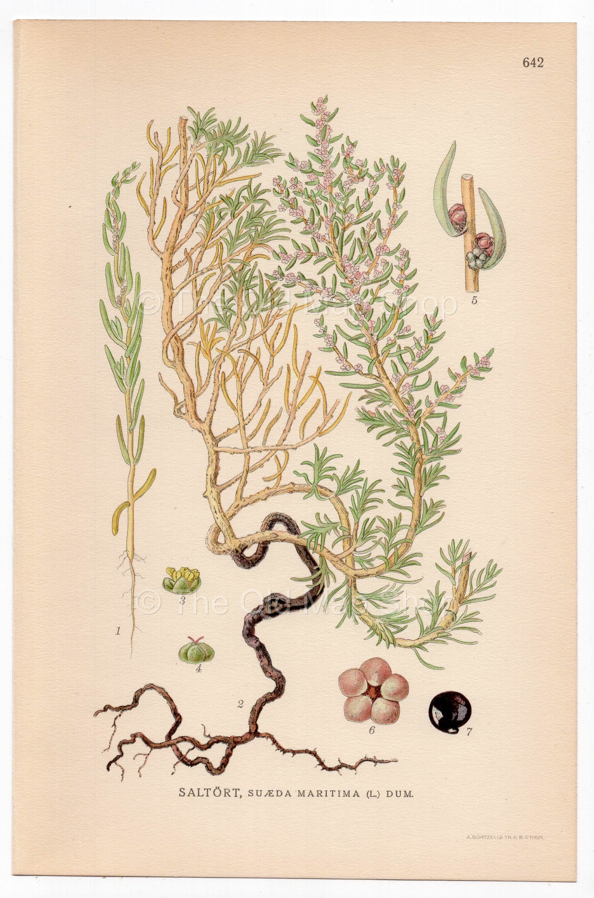 Herbaceous Seepweed, Annual Seablite (Suaeda maritima), antique botanical illustration, Plate 642, C. A. M. Lindman, Bilder ur Nordens Flora, 1926.