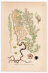 Herbaceous Seepweed, Annual Seablite (Suaeda maritima), antique botanical illustration, Plate 642, C. A. M. Lindman, Bilder ur Nordens Flora, 1926.