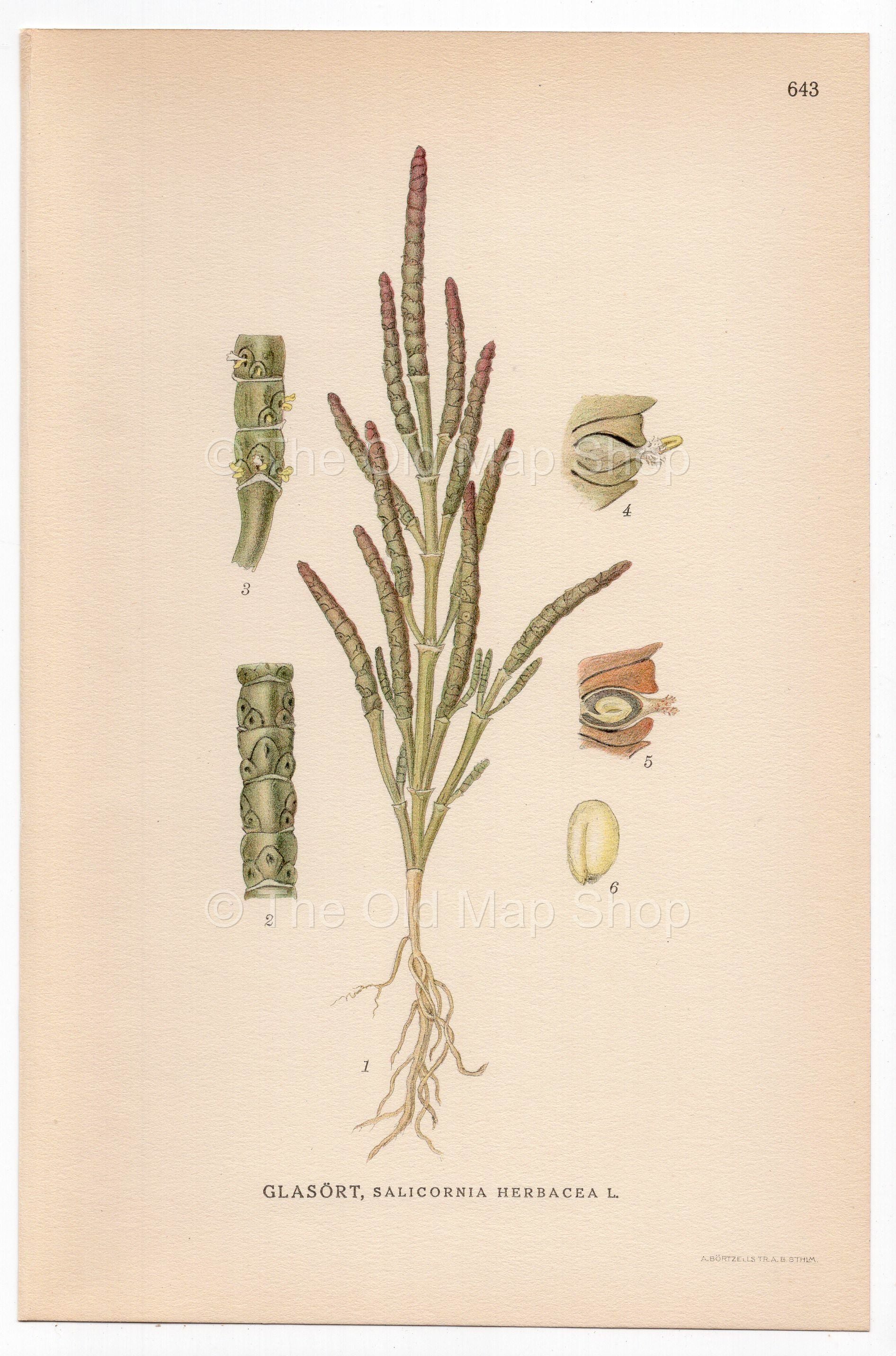 Samphire, Common glasswort (Salicornia herbacea), antique botanical illustration, Plate 643, C. A. M. Lindman, Bilder ur Nordens Flora, 1926.